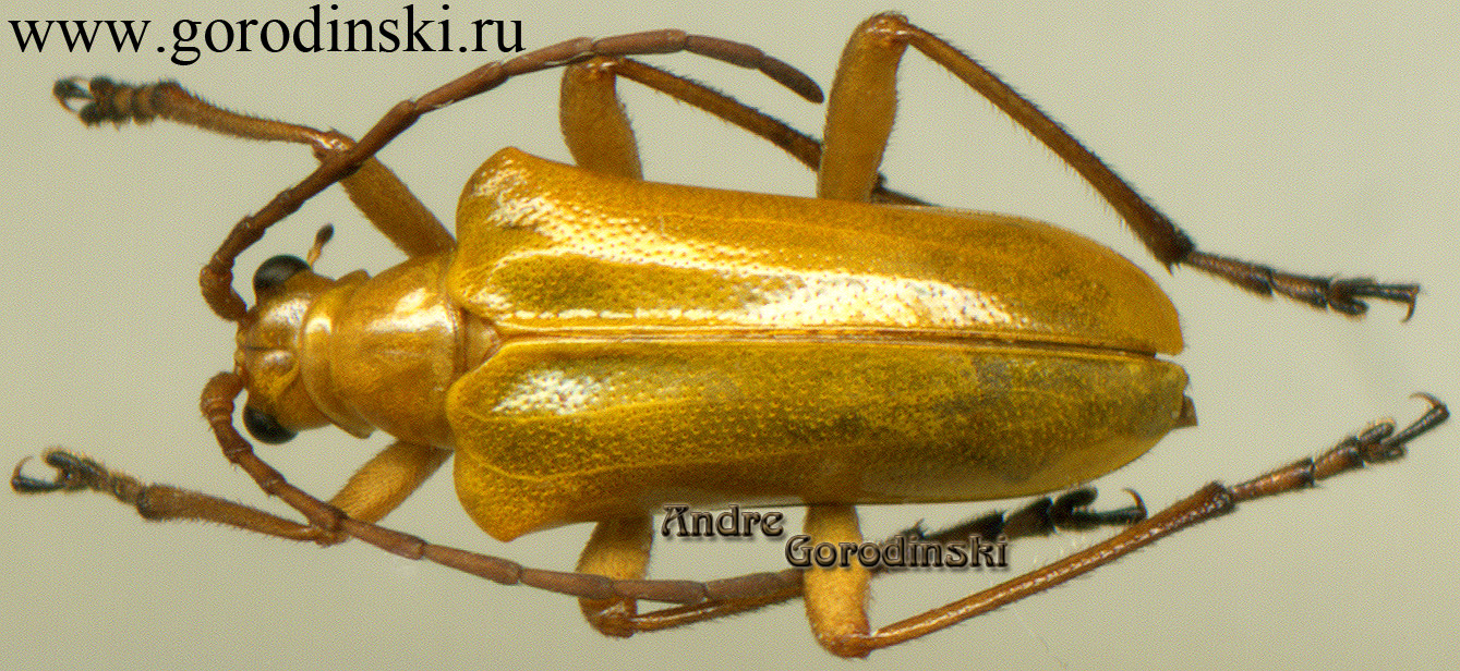 http://www.gorodinski.ru/cerambyx/Rhondia placida.jpg